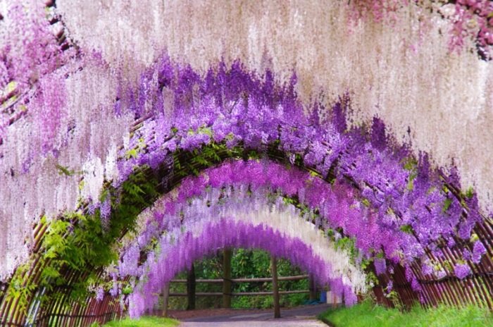 Цветочный парк Асикаго в Японии