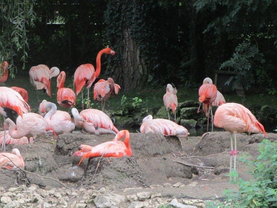 Зоопарк Боваль во Франции