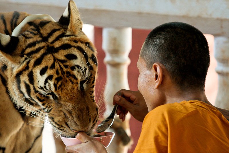 Тайский монастырь тигров