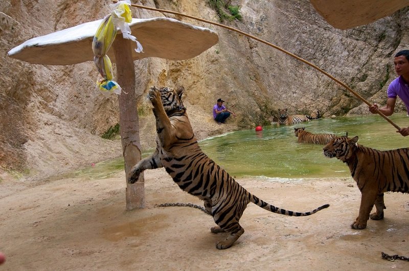 Тайский монастырь тигров