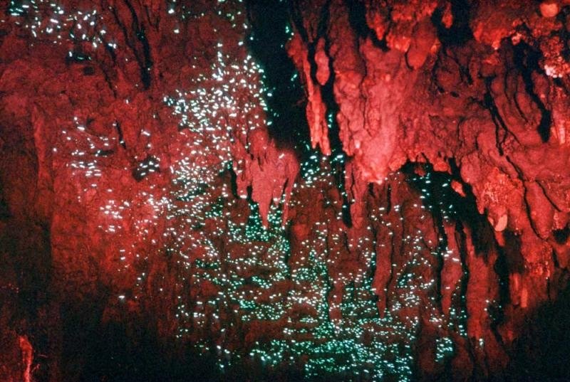 Пещера светлячков в Новой Зеландии