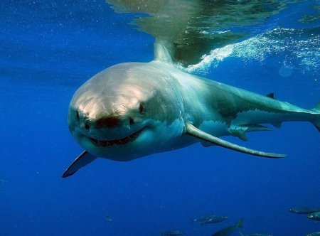 На египетском пляже акула убила человека
