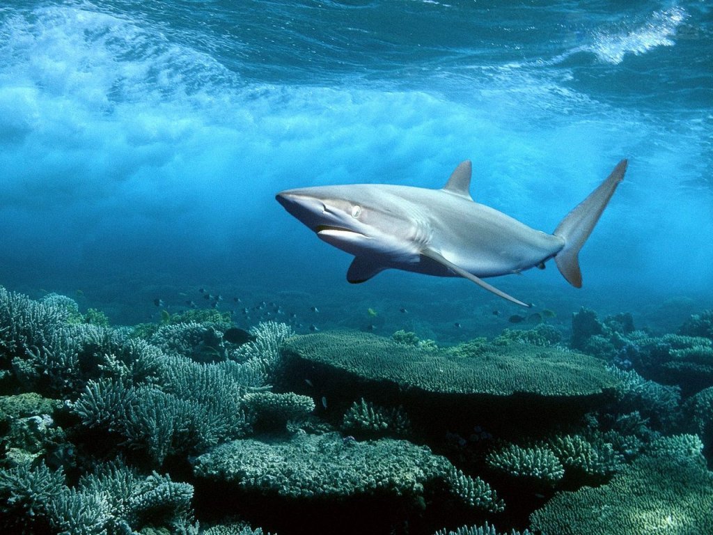 На Гавайях акула убила туристку