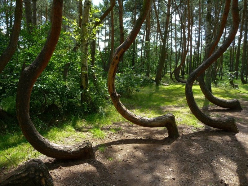 Грыфинский Изогнутый лес в Польше