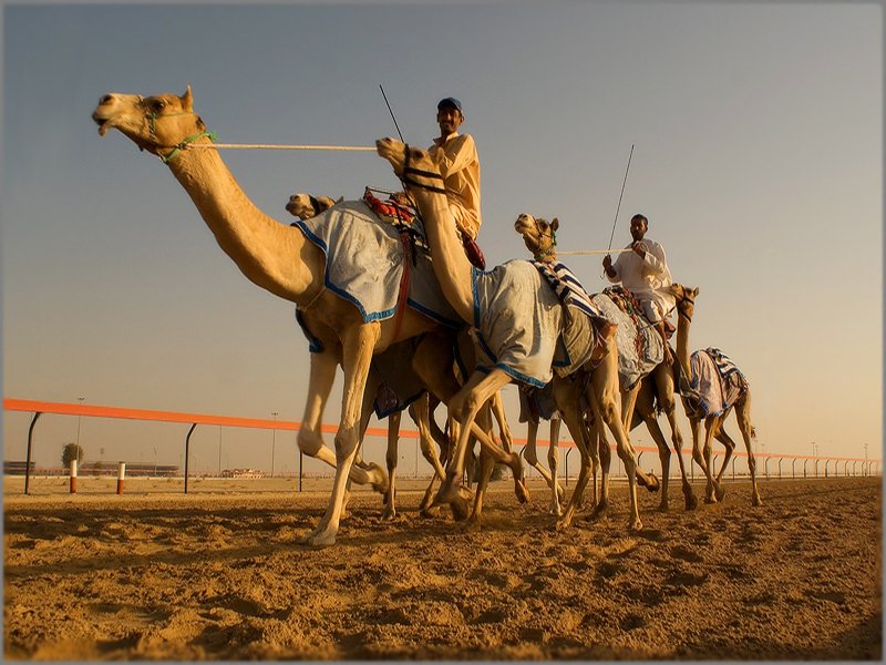 В октябре в ОАЭ стартуют традиционные верблюжьи бега