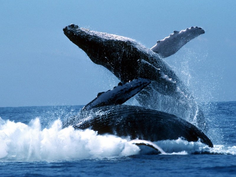 В Доминикане наступил сезон наблюдений гигантских китов