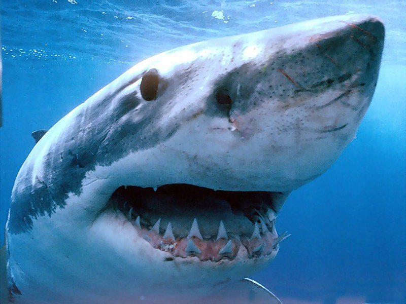 В 2015 году зафиксировано рекордное количество нападений акул на туристов