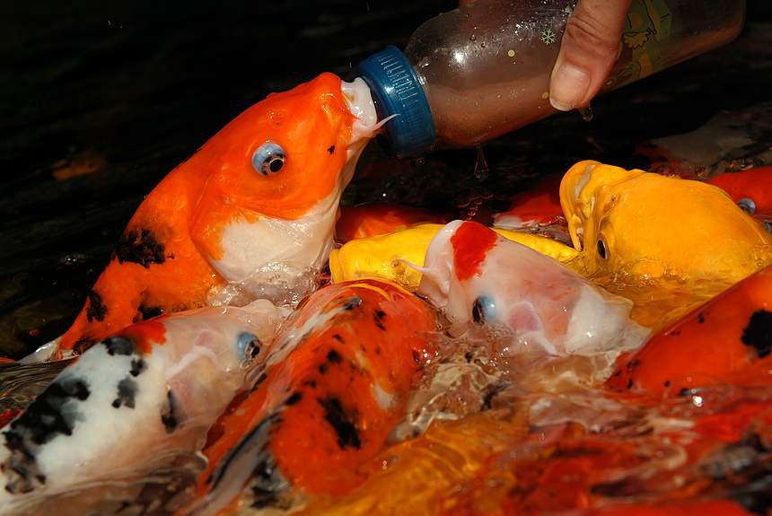 Не стоит кормить рыбок в Таиланде